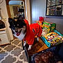 Loba is registered to the contest to win money with this photo: black_and_white_dog, butterfinger, carpet, chair, crunch, decor, dog, furniture, halloween, happy, indoor, kitchen, microwave, mirror, pet, red_clothing, room, snacks, table, tongue_out