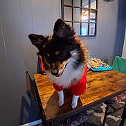 Loba is registered to the contest to win money with this photo: animal, blue_wall, canine, carpet, ceiling_fan_reflection, chair, curious, decor, dog, domestic, fur, furniture, indoor, mirror, pet, red_clothing, room, shadow, tabletop, wooden_table