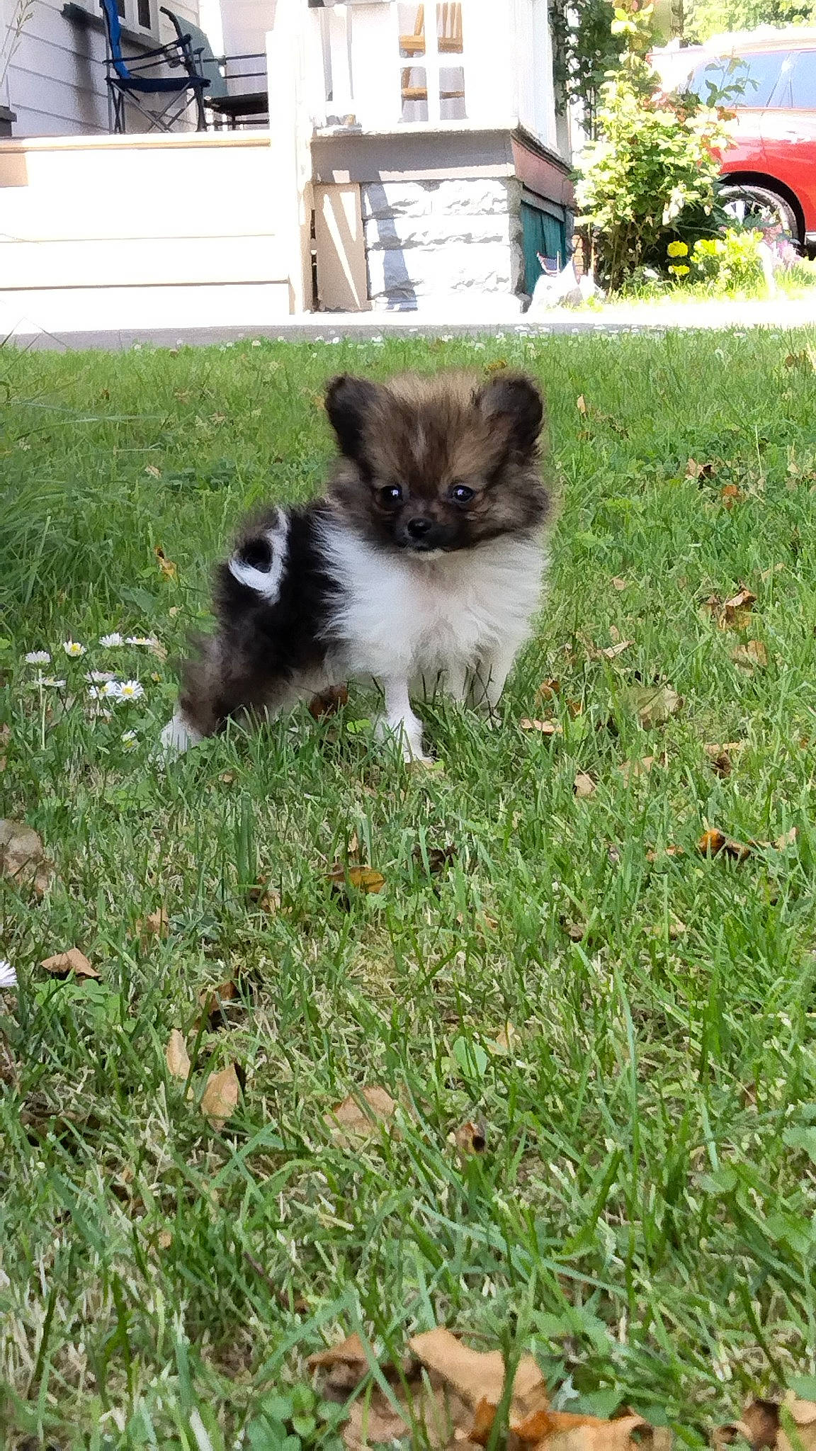 Lobo is registered to the contest to win money with this photo: car, carnivore, cat, companion_dog, dog_breed, fawn, felidae, fur, garden, grass, groundcover, lawn, plant, small_to_medium_sized_cats, snout, tail, tire, vehicle, wheel, whiskers