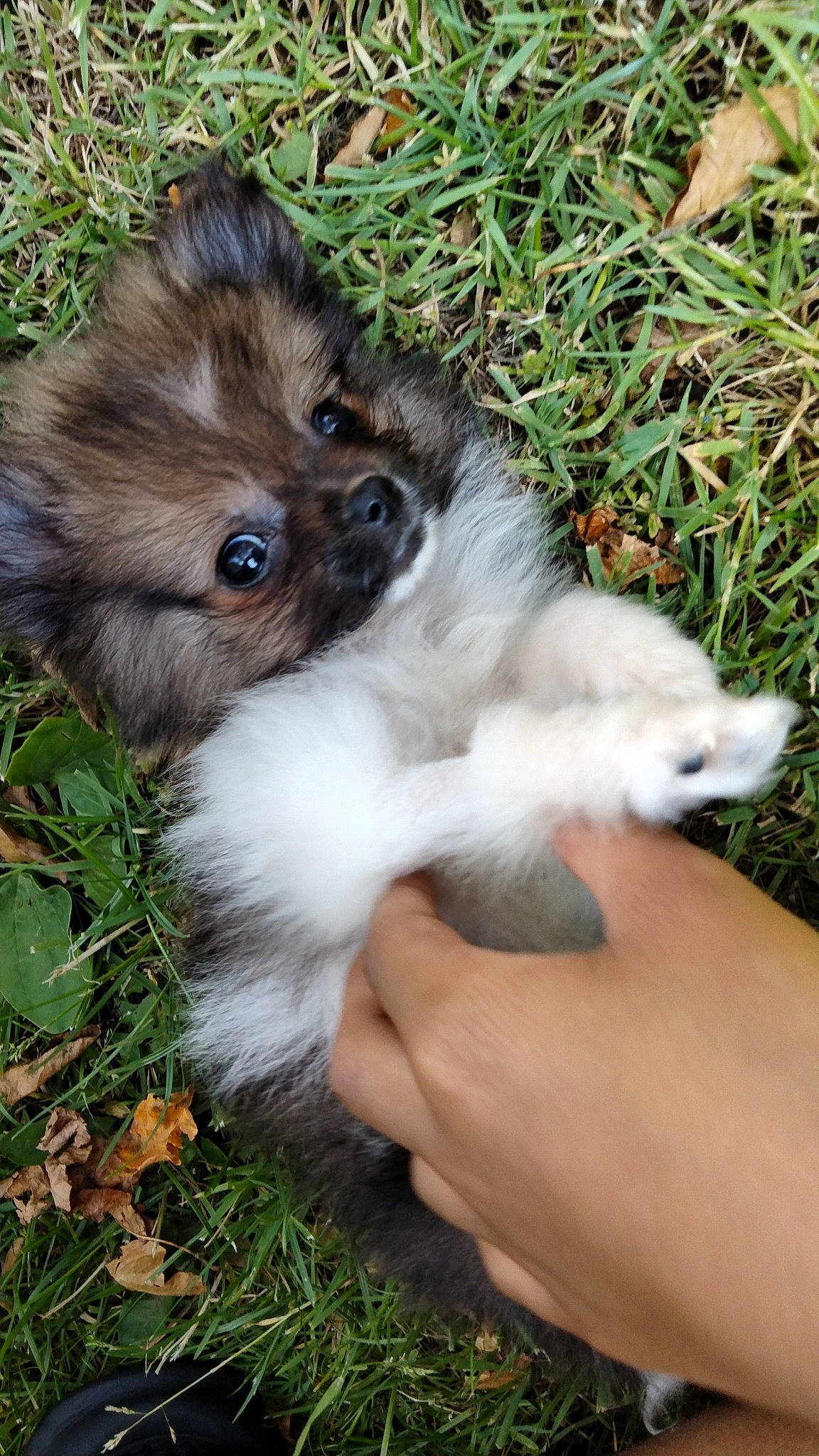 Lobo is registered to the contest to win money with this photo: ancient_dog_breeds, canidae, carnivore, companion_dog, dog, dog_breed, fawn, fur, grass, liver, non_sporting_group, plant, puppy, snout, sporting_group, terrestrial_animal, toy_dog, whiskers, wildlife, working_animal