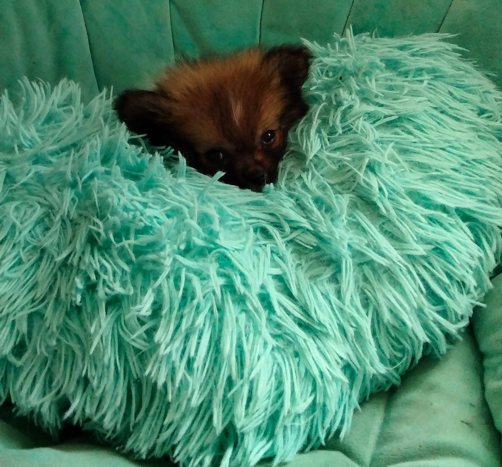 Lobo joined the competition — help win amazing prizes! blanket, canidae, carnivore, comfort, companion_dog, dog, dog_breed, dog_supply, fur, linens, liver, natural_material, sporting_group, terrestrial_animal, toy_dog, whiskers, working_animal