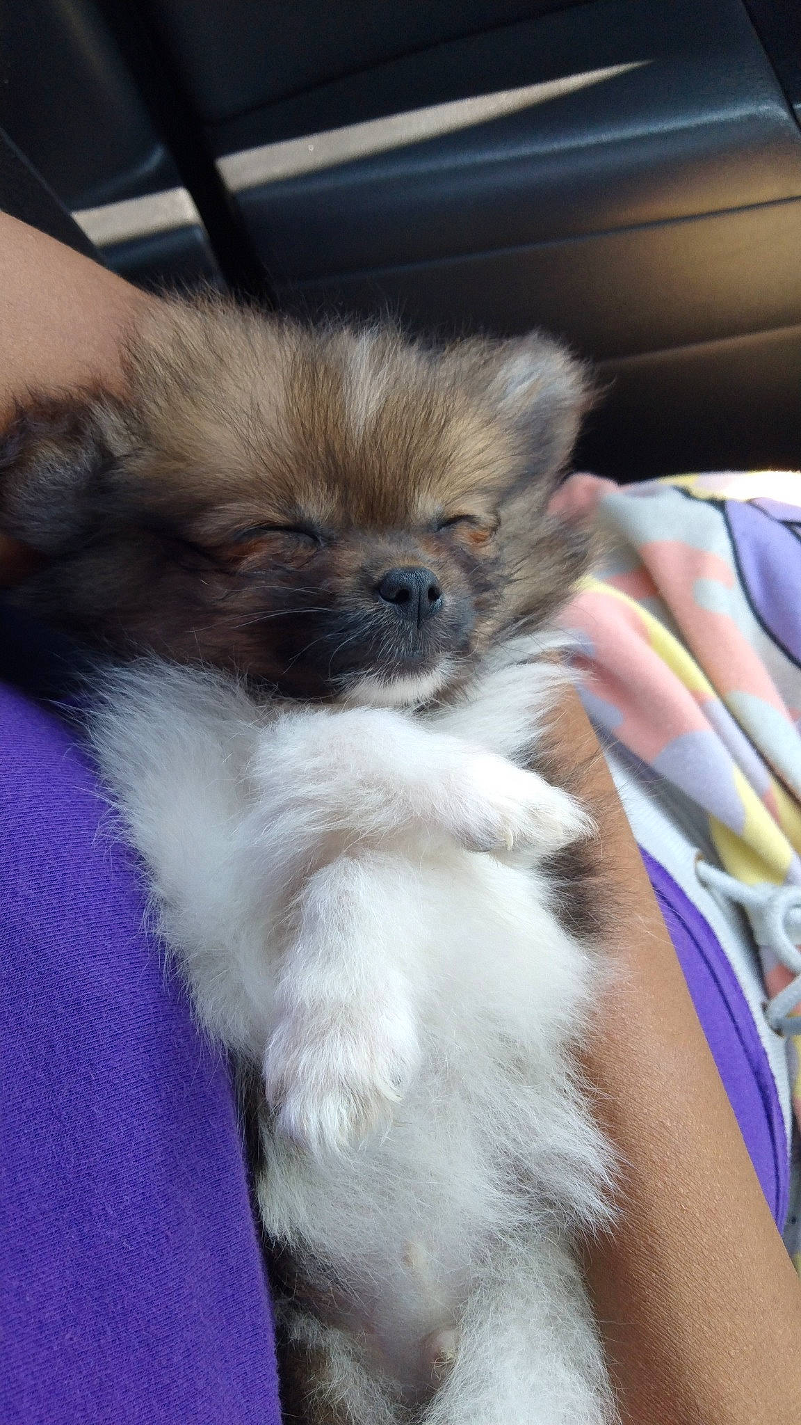 Lobo joined the competition — help win amazing prizes! ancient_dog_breeds, canidae, carnivore, companion_dog, dog, dog_breed, fawn, fur, german_spitz_klein, non_sporting_group, snout, sporting_group, tail, terrestrial_animal, toy_dog, working_animal