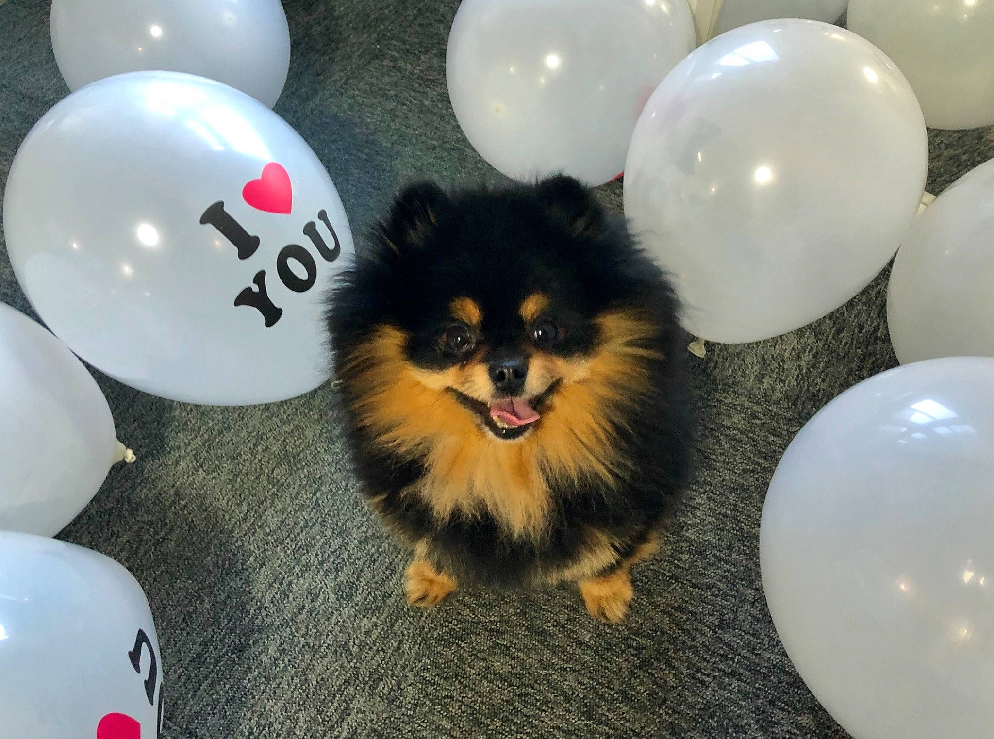 Neiko a rejoint le concours — aidez-le/la à gagner de superbes lots ! ancient_dog_breeds, balloon, bowl, canidae, carnivore, companion_dog, dog, dog_breed, event, fun, fur, herding_dog, party_supply, plastic, sporting_group, toy_dog, vertebrate, whiskers, working_dog