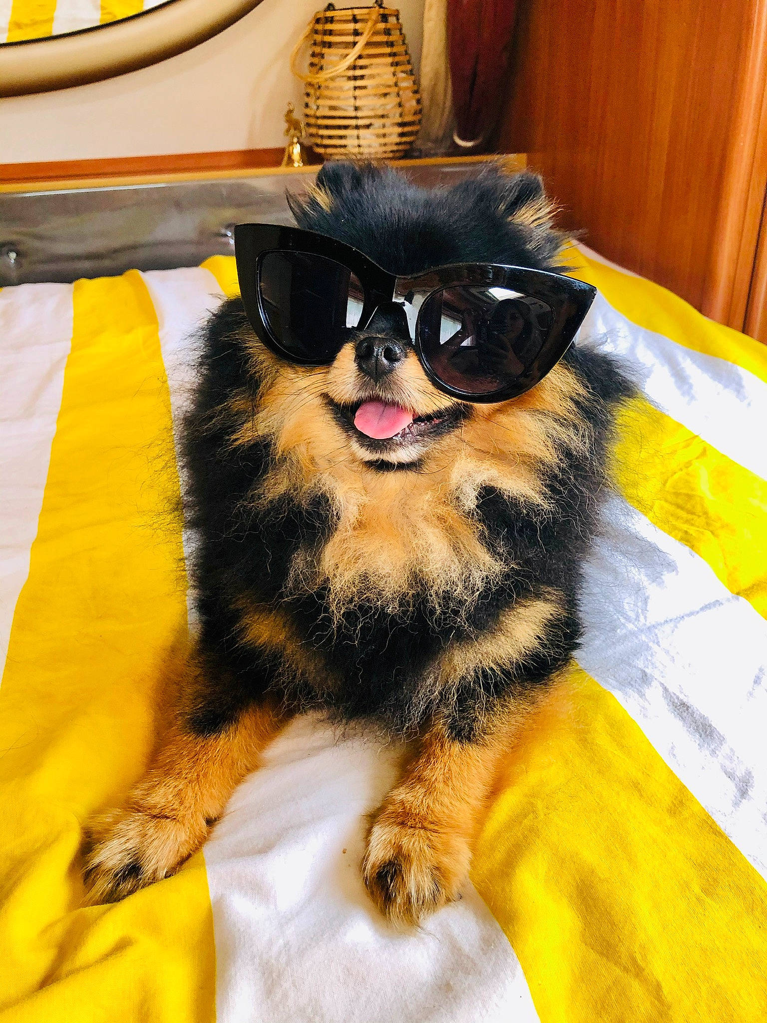 Neiko a rejoint le concours — aidez-le/la à gagner de superbes lots ! bed, carnivore, cat, claw, costume, eyewear, fashion_accessory, felidae, fictional_character, fur, paw, room, small_to_medium_sized_cats, snout, tail, terrestrial_animal, toy, watercraft, whiskers, yellow