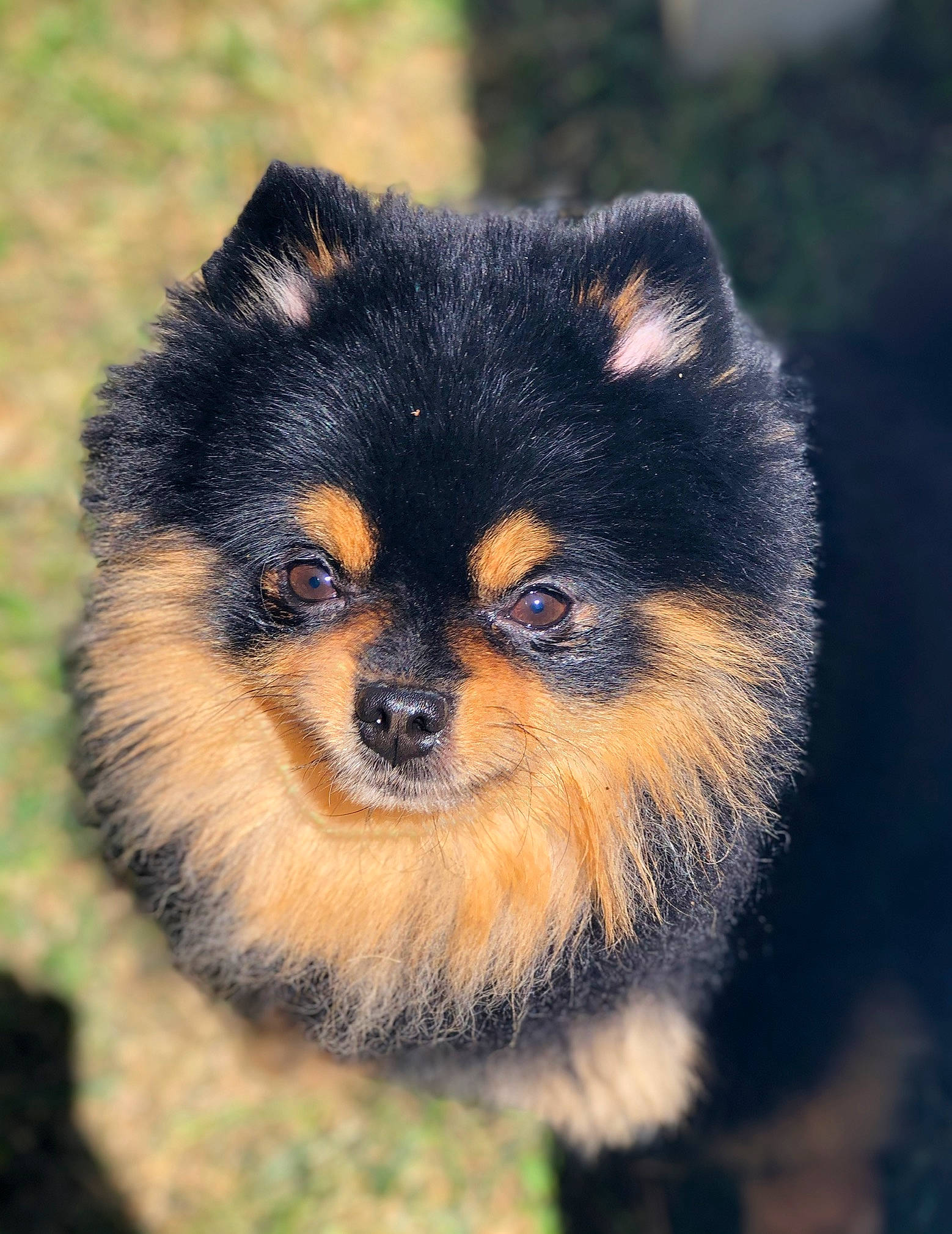 Neiko a rejoint le concours — aidez-le/la à gagner de superbes lots ! canidae, carnivore, companion_dog, dog, dog_breed, fawn, fur, iris, jungle, plant, snout, sporting_group, terrestrial_animal, toy_dog, whiskers, wildlife, working_dog