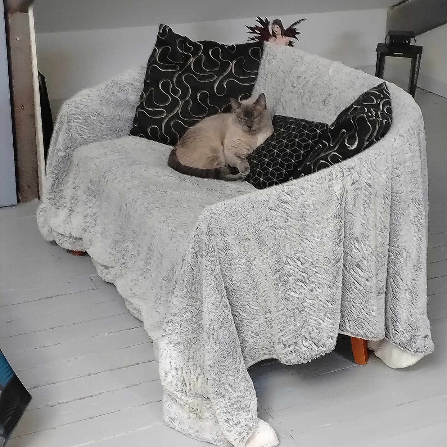 Tigrou a rejoint le concours — aidez-le/la à gagner de superbes lots ! animal, blanket, cat, couch, cozy, decor, floor, furniture, furry, home, indoor, light, minimalist, napping, patterned_pillow, pet, pillow, relaxing, resting, soft_texture