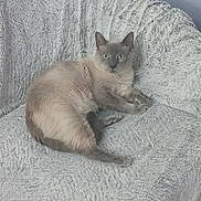 Tigrou participe au concours pour gagner de l'argent avec cette photo : cat, gray_cat, blue_eyes, feline, pet, indoor, armchair, furniture, cozy, texture, relaxed, lounging, curious, animal, cute, domestic_animal, resting, home, soft, comfortable