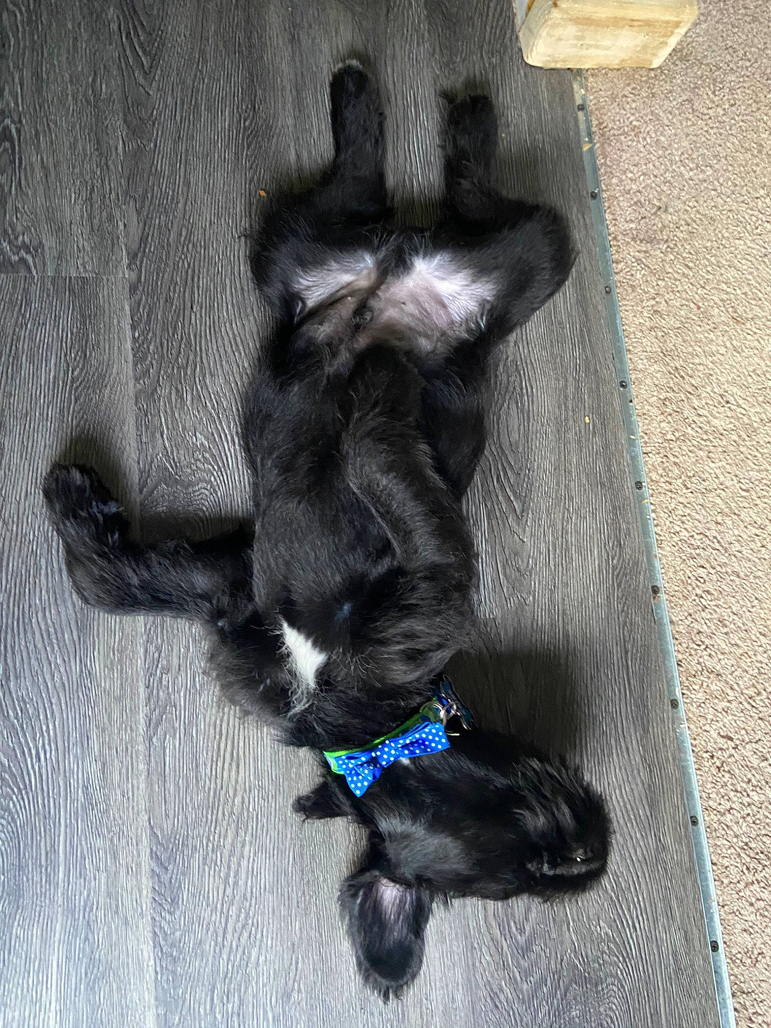 Kaine is registered to the contest to win money with this photo: canidae, carnivore, dog, dog_breed, guard_dog, patterdale_terrier, puppy, sporting_group, tail