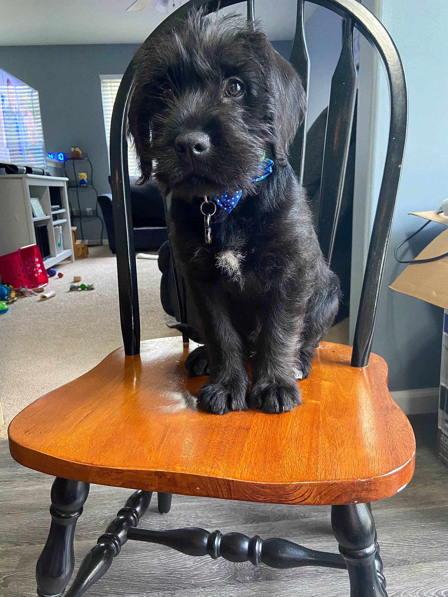 Kaine is registered to the contest to win money with this photo: affenpinscher, cairn_terrier, canidae, carnivore, chair, companion_dog, dog, dog_breed, mammal, miniature_schnauzer, puppy, schnoodle, sporting_group, terrier