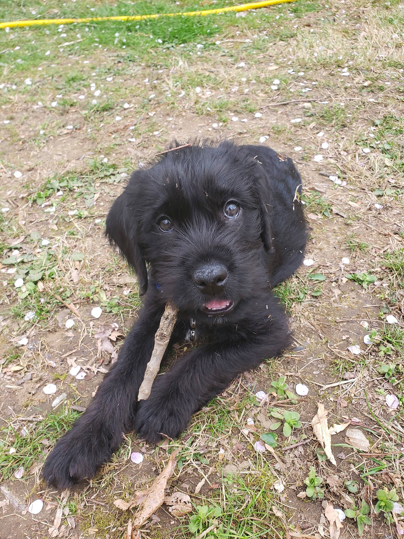 Kaine joined the competition — help win amazing prizes! canidae, carnivore, cesky_fousek, dog, dog_breed, hunting_dog, labradoodle, mammal, pudelpointer, puppy, rare_breed_dog, schnauzer, schnoodle, sporting_group, terrier, vertebrate