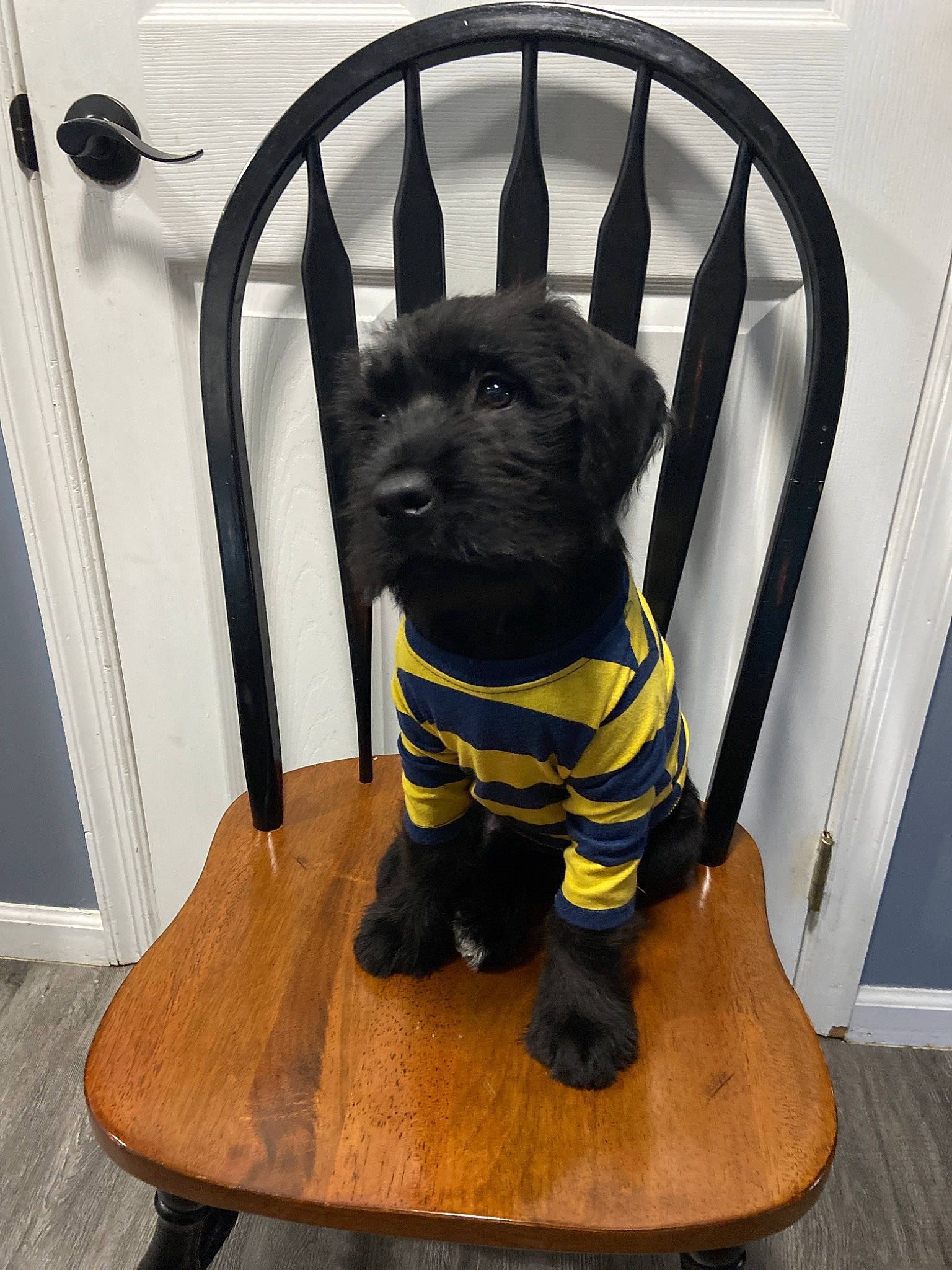 Kaine joined the competition — help win amazing prizes! affenpinscher, canidae, carnivore, chair, companion_dog, dog, dog_breed, miniature_schnauzer, puppy, sporting_group, terrier