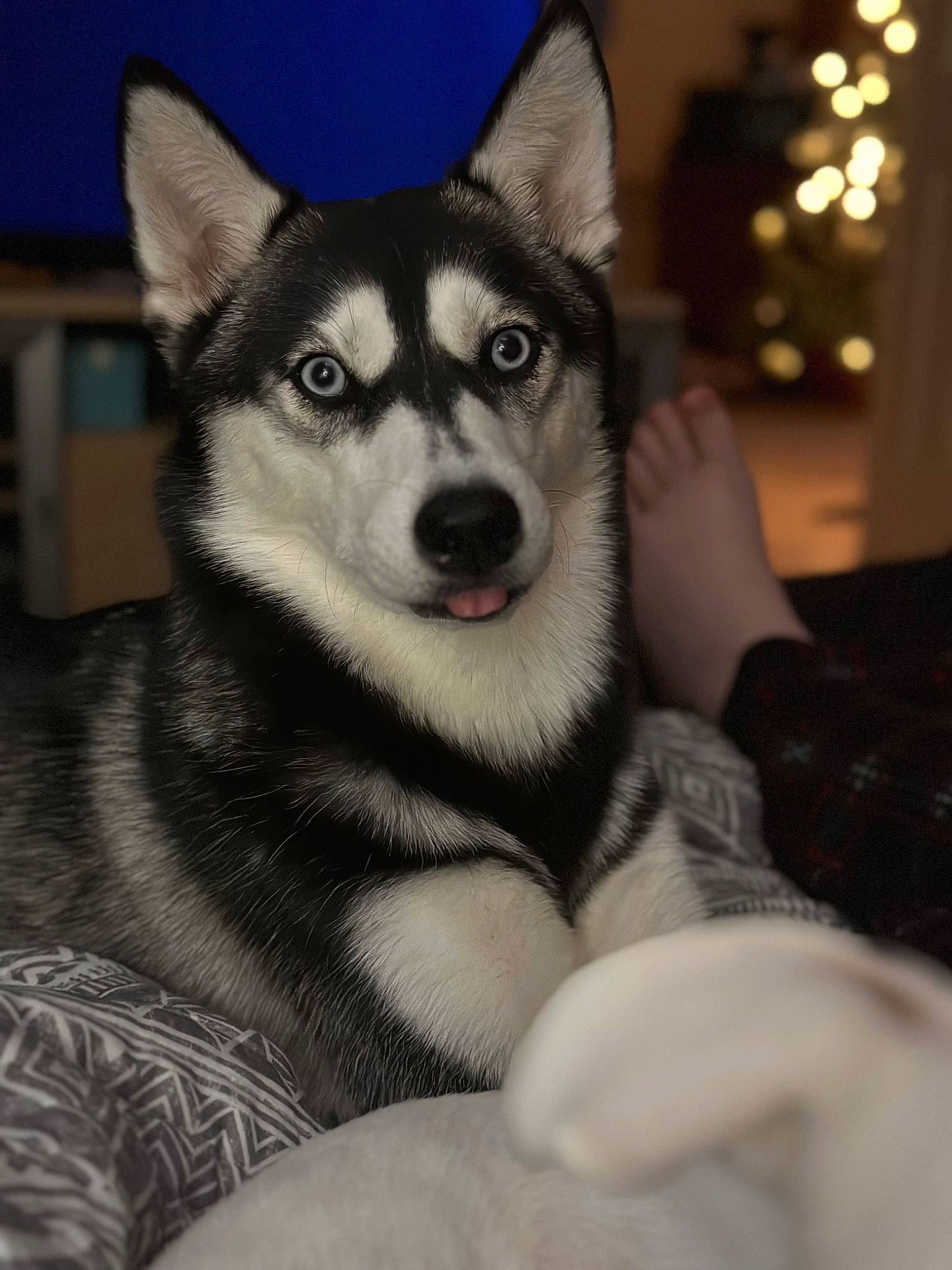 Hermione is registered to the contest to win money with this photo: ancient_dog_breeds, canidae, canis, carnivore, companion_dog, dog, dog_breed, eye, fur, non_sporting_group, sitting, sled_dog, snout, terrestrial_animal, whiskers, wolf, working_dog