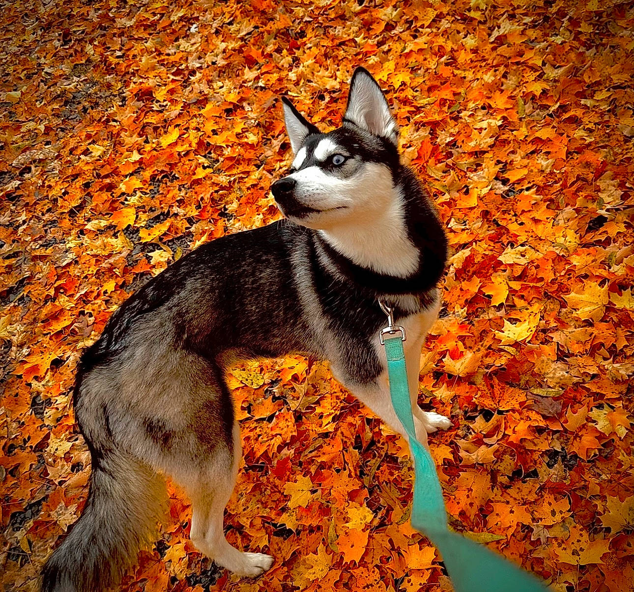 Hermione joined the competition — help win amazing prizes! art, autumn, canidae, carnivore, cat, dog_breed, fawn, felidae, fur, grass, paw, plant, shadow, small_to_medium_sized_cats, snout, tail, terrestrial_animal, tree, whiskers, wildlife