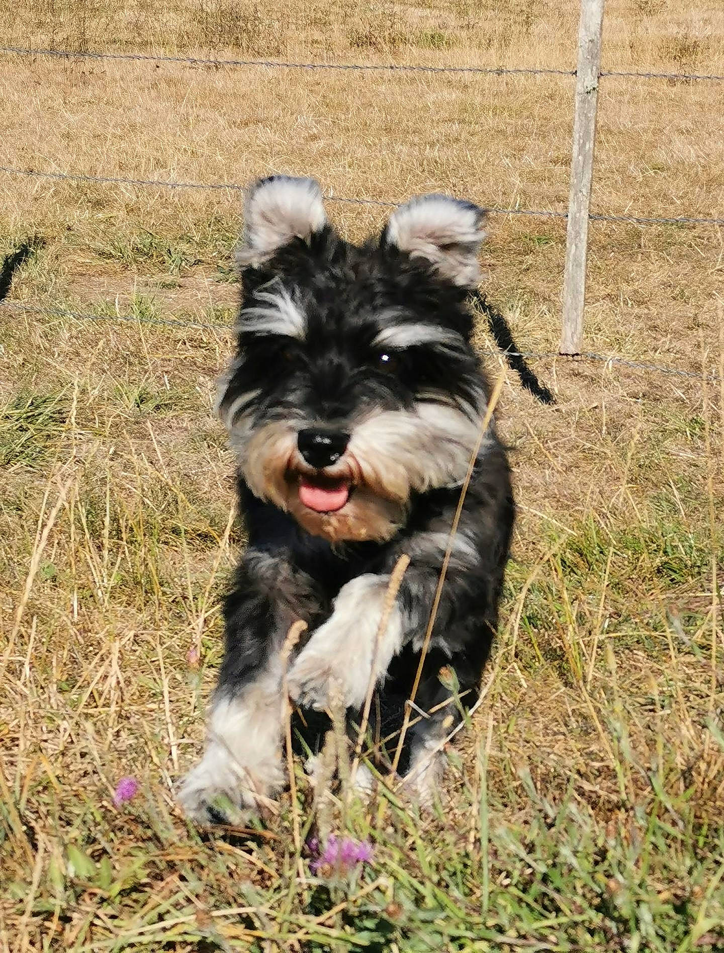 Jason participe au concours pour gagner de l'argent avec cette photo : biewer_terrier, carnivore, companion_dog, dog, dog_breed, dog_supply, felidae, fur, grass, puppy, schnauzer, small_terrier, soil, standard_schnauzer, tail, terrier, toy_dog, working_animal, working_dog, yorkshire_terrier
