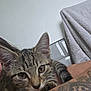 cat, kitten, tabby, close_up, tattoo, arm, whiskers, fur, animal, pet, indoor, towel, curious, face, ears, eyes, person, skin, resting, feline