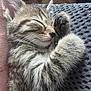 Tiny is registered to the contest to win money with this photo: kitten, sleeping, tabby, cat, fur, closeup, paw, whiskers, cute, pet, animal, nap, cozy, soft, domestic_cat, feline, resting, adorable, young, peaceful