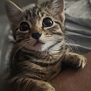 Tiny is registered to the contest to win money with this photo: kitten, tabby, cat, close_up, cute, pet, whiskers, fur, animal, claws, curious, eyes, face, paws, indoor, soft_light, human_arm, bed, cozy, domestic