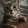 kitten, tabby, cat, close_up, cute, pet, whiskers, fur, animal, claws, curious, eyes, face, paws, indoor, soft_light, human_arm, bed, cozy, domestic