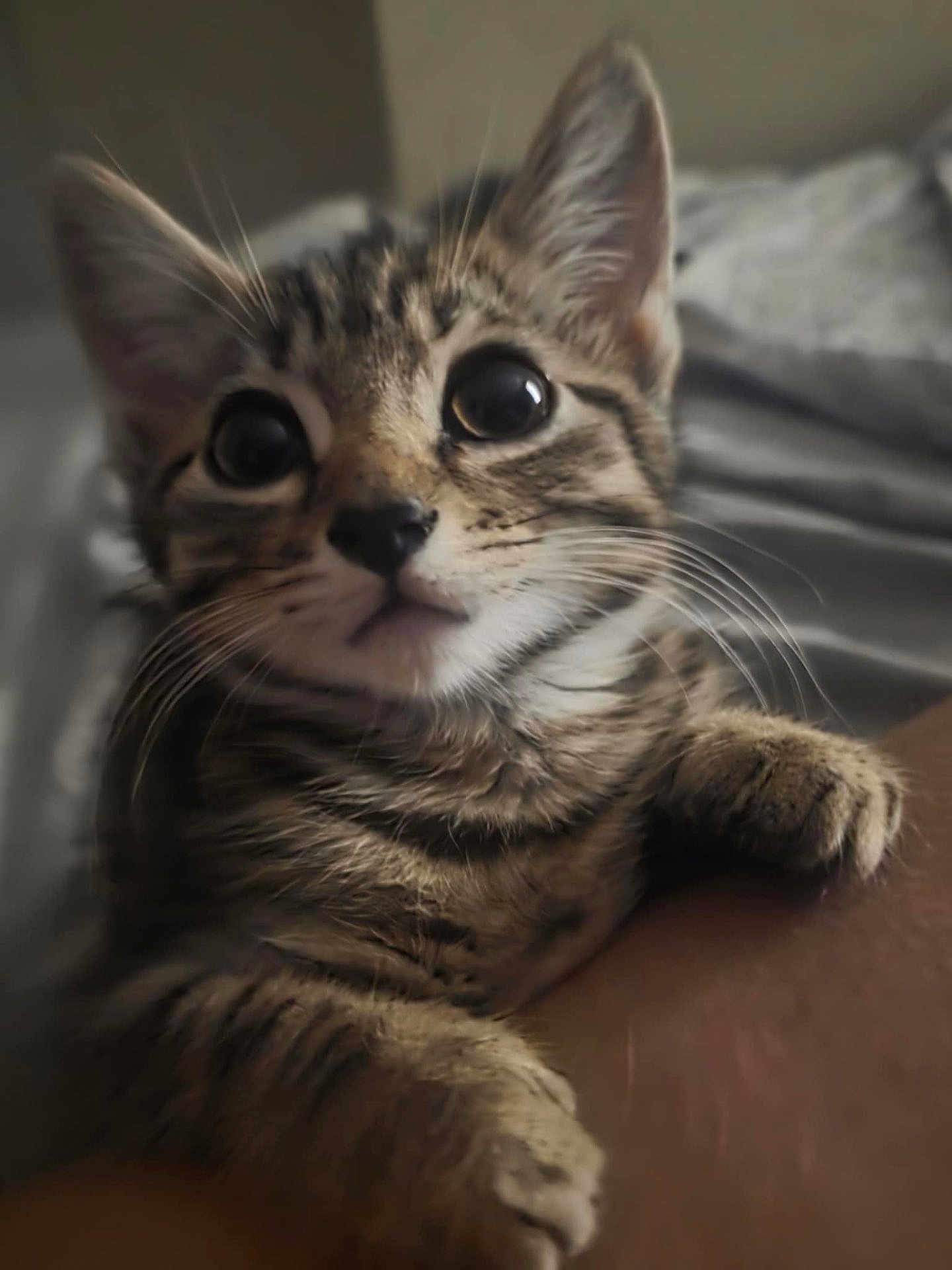 Tiny is registered to the contest to win money with this photo: kitten, tabby, cat, close_up, cute, pet, whiskers, fur, animal, claws, curious, eyes, face, paws, indoor, soft_light, human_arm, bed, cozy, domestic