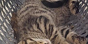 Tiny is registered to the contest to win money with this photo: animal, basket, cat, close_up, cozy, cute, feline, fur, home, indoor, kitten, paw, pet, relaxation, resting, sleeping, tabby, whiskers, woven_basket, young_cat