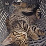 Tiny is registered to the contest to win money with this photo: kitten, cat, sleeping, basket, tabby, fur, whiskers, paw, cozy, cute, pet, animal, resting, home, woven_basket, relaxation, close_up, young_cat, indoor, feline