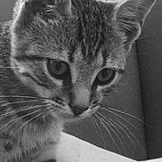 Alya participe au concours pour gagner de l'argent avec cette photo : cat, kitten, tabby, closeup, whiskers, ears, couch, indoor, pet, animal, feline, curious, black_and_white, striped, young, domestic, cozy, comfort, foot, relaxation