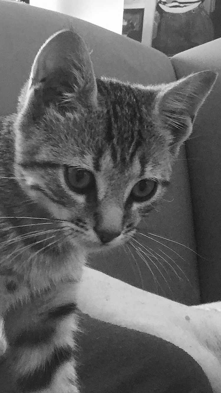 Alya participe au concours pour gagner de l'argent avec cette photo : cat, kitten, tabby, closeup, whiskers, ears, couch, indoor, pet, animal, feline, curious, black_and_white, striped, young, domestic, cozy, comfort, foot, relaxation