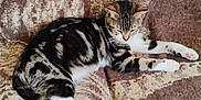 Caline participe au concours pour gagner de l'argent avec cette photo : abyssinian, animal, architecture, building, cat, chair, couch, cushion, furniture, hardwood, homedecor, indoors, kitten, livingroom, manx, person, pet, room, sleeping, wood