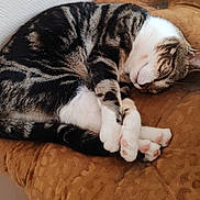Caline participe au concours pour gagner de l'argent avec cette photo : animal, brown, cat, close_up, cozy, curled_up, cushion, cute, domestic, feline, fur, indoor, paws, pet, pink_paw_pads, relaxed, resting, sleeping, tabby, whiskers