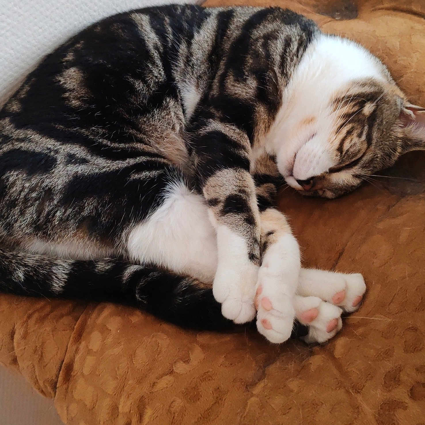 Caline participe au concours pour gagner de l'argent avec cette photo : animal, brown, cat, close_up, cozy, curled_up, cushion, cute, domestic, feline, fur, indoor, paws, pet, pink_paw_pads, relaxed, resting, sleeping, tabby, whiskers