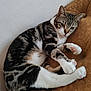 Caline participe au concours pour gagner de l'argent avec cette photo : animal, brown_cushion, cat, cozy, cushion, cute, domestic_cat, feline, fur, indoor, paw_pads, pet, relaxed, resting, sleepy, striped, tabby, wall, whiskers, white_paws