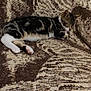Caline participe au concours pour gagner de l'argent avec cette photo : abyssinian, animal, blanket, canine, cat, couch, cushion, dog, electronics, furniture, homedecor, kitten, manx, ocelot, person, pet, quilt, rock, rug, sleeping