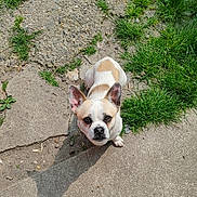 Rio a rejoint le concours — aidez-le/la à gagner de superbes lots ! animal, companion, concrete, curious, cute, daylight, dog, ears_up, grass, looking_up, mammal, nature, outdoor, pet, portrait, shadow, small_dog, sunlight, tan_and_white, yard