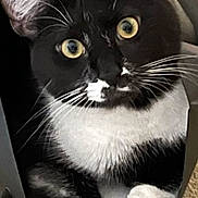 Larry is registered to the contest to win money with this photo: cat, black_and_white, paper_bag, pet, indoor, carpet, whiskers, yellow_eyes, curious, cute, animal, feline, paws, face, black, white, sitting, looking, closeup, domestic_cat