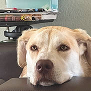 Maxin joined the competition — help win amazing prizes! dog, pet, resting, indoor, couch, magazines, head, face, brown, white, ears, fur, closeup, expression, calm, relaxed, muzzle, home, furniture, quiet