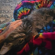 Dewy joined the competition — help win amazing prizes! cat, tabby, petting, hand, tattoo, blanket, tie_dye, colorful, sleepy, indoor, cozy, feline, fur, resting, close_up, comfort, warmth, soft, animal, domestic