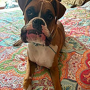 Loki is registered to the contest to win money with this photo: dog, boxer, pet, bed, blanket, indoor, animal, brown, white, ears, face, cute, looking_up, collar, paws, fur, bedroom, colorful, pattern, resting