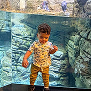 Dylan joined the competition — help win amazing prizes! aquarium, boy, brown_hair, child, clothing, family_outing, glass, indoor, marine_life, pants, penguins, portrait, rocks, shoes, standing, t_shirt, toddler, underwater, water, zoo