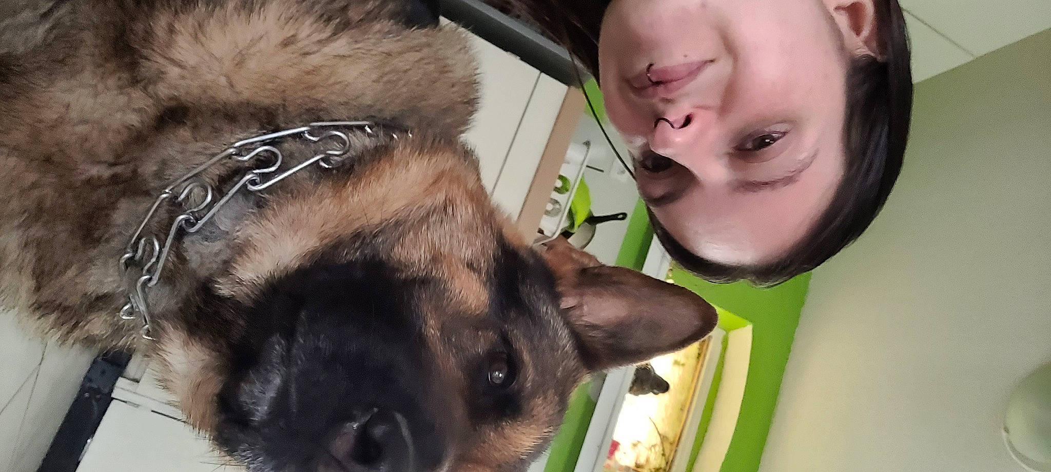 Sparrow a rejoint le concours — aidez-le/la à gagner de superbes lots ! carnivore, collar, companion_dog, dog, dog_breed, ear, eyelash, fawn, happy, jaw, liver, mammal, nose, organ, smile, snout, sporting_group, vertebrate, whiskers, working_animal