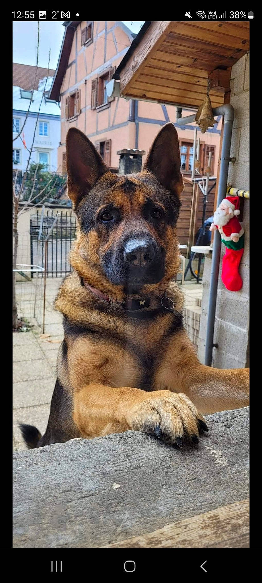 Sparrow participe au concours pour gagner de l'argent avec cette photo : canidae, carnivore, companion_dog, dog, dog_breed, east_european_shepherd, fawn, flowerpot, german_shepherd_dog, guard_dog, herding_dog, houseplant, king_shepherd, law_enforcement, old_german_shepherd_dog, plant, snout, sporting_group, window, working_dog