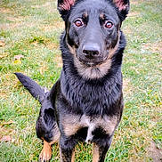 Roxy joined the competition — help win amazing prizes! dog, black_dog, tan_dog, pet, grass, outdoor, animal, ears_up, sitting, canine, alert, portrait, muzzle, fur, tail, nature, daylight, cute, friendly, watchful