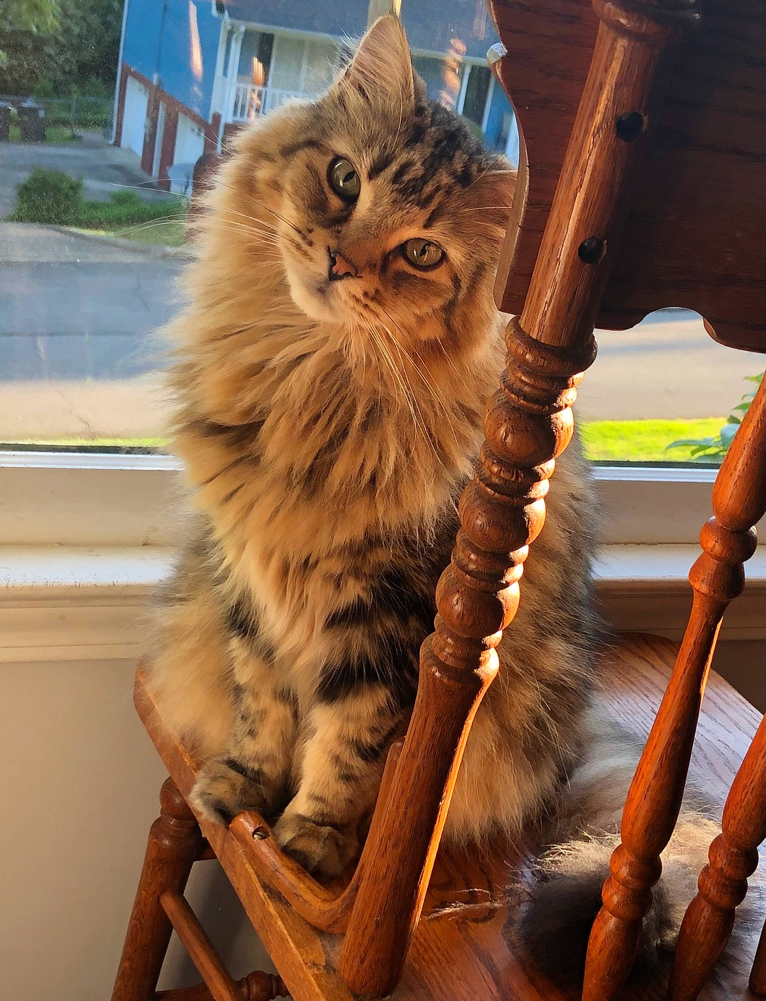 Louie joined the competition — help win amazing prizes! british_longhair, brown, carnivore, cat, domestic_long_haired_cat, fawn, felidae, fur, maine_coon, orange, peach, small_to_medium_sized_cats, tail, terrestrial_animal, vertebrate, whiskers, wood, wood_stain