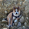 animal, blue_eyes, branch, curious, dog, earth_tones, fur, ground, husky, leash, nature, outdoor, pet, puppy, resting, river_rocks, rocks, sunlight, texture, trees