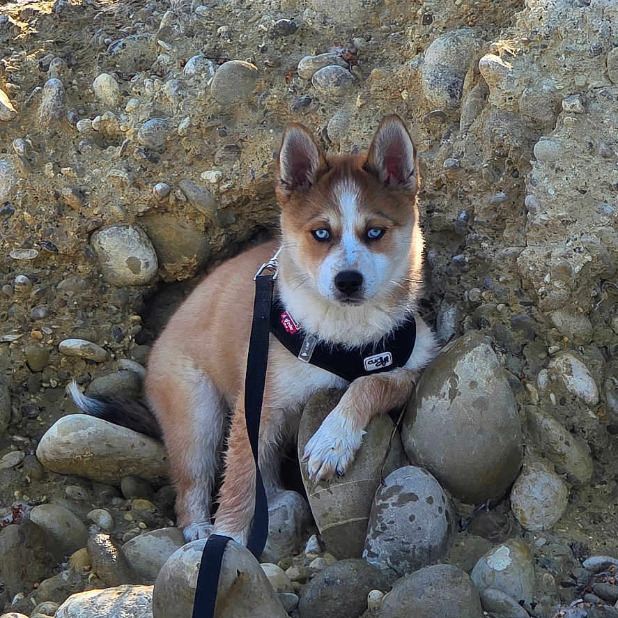 Bacchus a rejoint le concours — aidez-le/la à gagner de superbes lots ! animal, blue_eyes, branch, curious, dog, earth_tones, fur, ground, husky, leash, nature, outdoor, pet, puppy, resting, river_rocks, rocks, sunlight, texture, trees