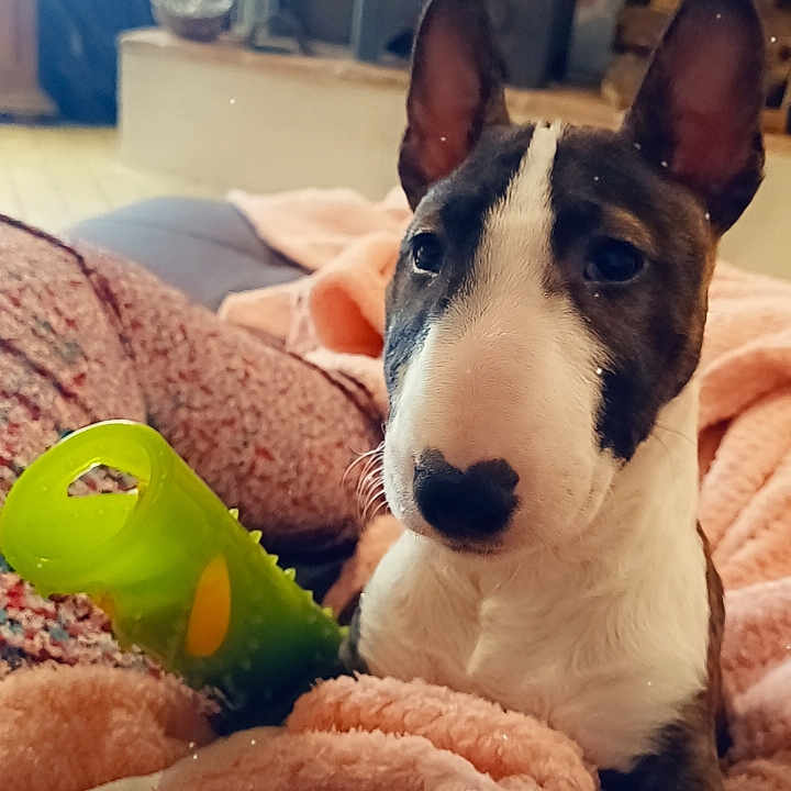Unik participe au concours pour gagner de l'argent avec cette photo : animal, ball, blanket, bodypart, canine, couch, dog, finger, furniture, hand, hound, indoors, interiordesign, person, pet, puppy, sport, tennis, tennisball, terrier