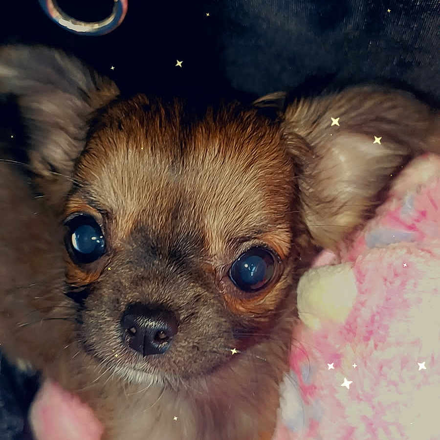 Ange participe au concours pour gagner de l'argent avec cette photo : accessories, animal, canine, chihuahua, cockerspaniel, dog, face, fox, gun, head, kitfox, leash, papillon, person, pet, photography, portrait, puppy, terrier, weapon