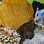 animal, animal_companions, blanket, cat, couch, cozy, dog, domestic, furniture, home, indoor, laying_down, leopard_print, pattern, pet, relaxed, resting, sleeping, soft_texture, tabby_cat