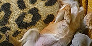 Ange participe au concours pour gagner de l'argent avec cette photo : animal, blanket, canine, comfort, couch, cozy, dog, fur, fur_pattern, home, indoor, leopard_print, nap, paw, pet, relaxed, resting, sleeping, small_dog, tail