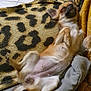 animal, blanket, canine, comfort, couch, cozy, dog, fur, fur_pattern, home, indoor, leopard_print, nap, paw, pet, relaxed, resting, sleeping, small_dog, tail