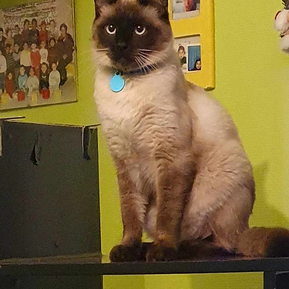 Cookie participe au concours pour gagner de l'argent avec cette photo : balinese, birman, box, carnivore, cat, domestic_short_haired_cat, fawn, felidae, fur, rectangle, siamese, small_to_medium_sized_cats, snout, tail, thai, whiskers, yellow